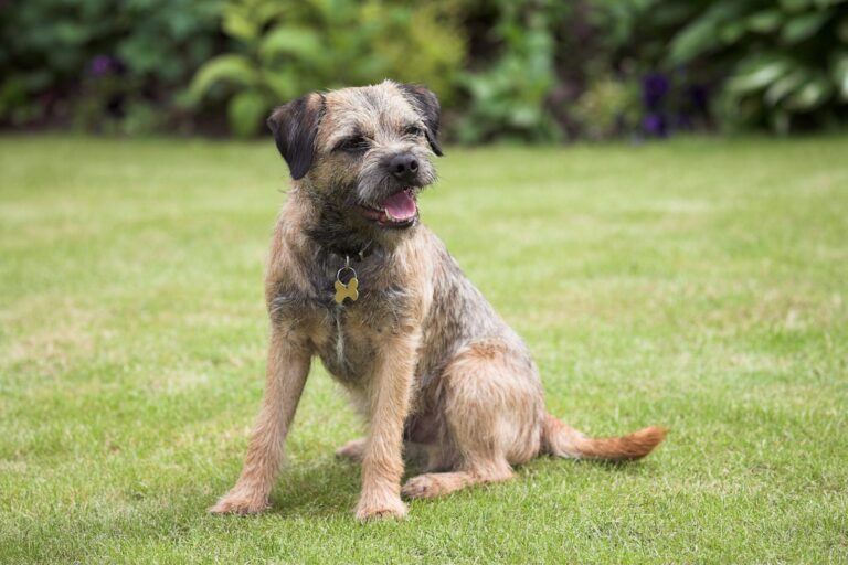 border terrier hund sitzt auf wiese