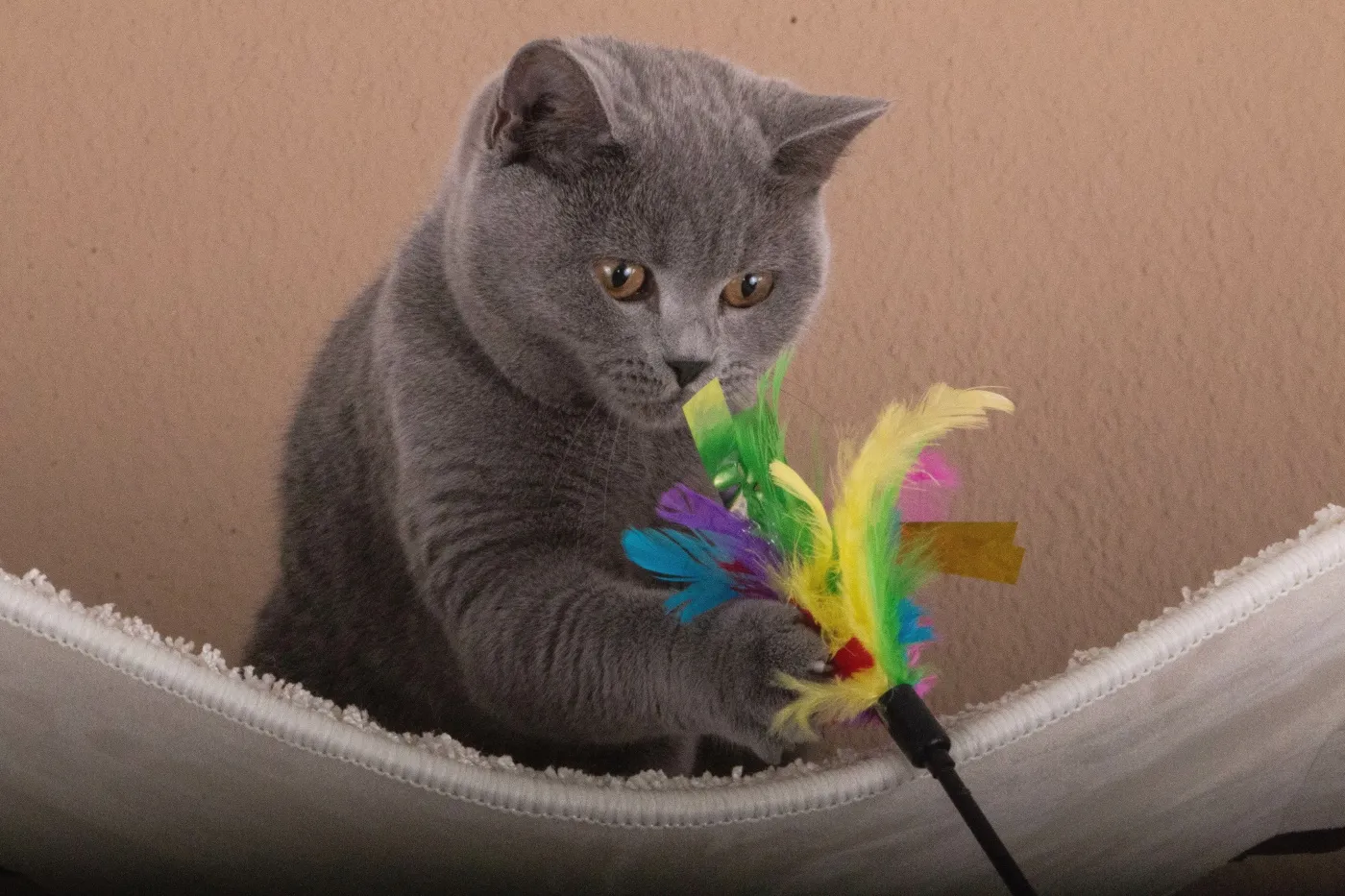 britisch kurzhaar katze spielt mit federwedel