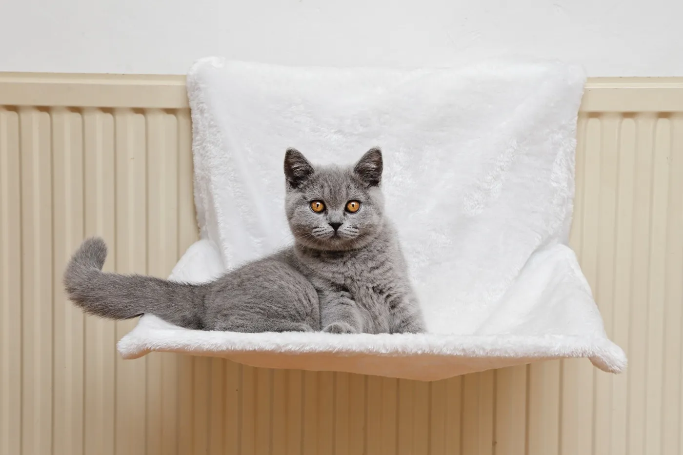 britisch kurzhaar katze liegt in heizungsliege