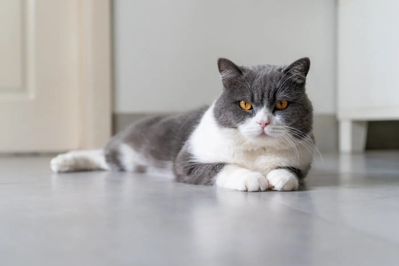british shorthair katze auf boden