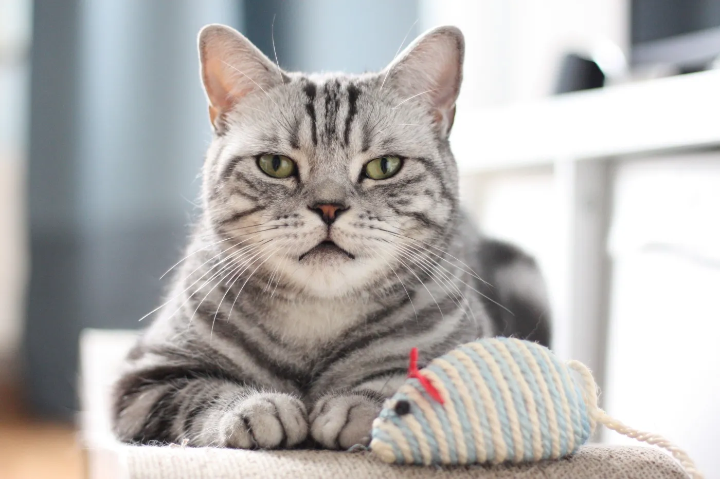 british shorthair liegt auf kratzbrett