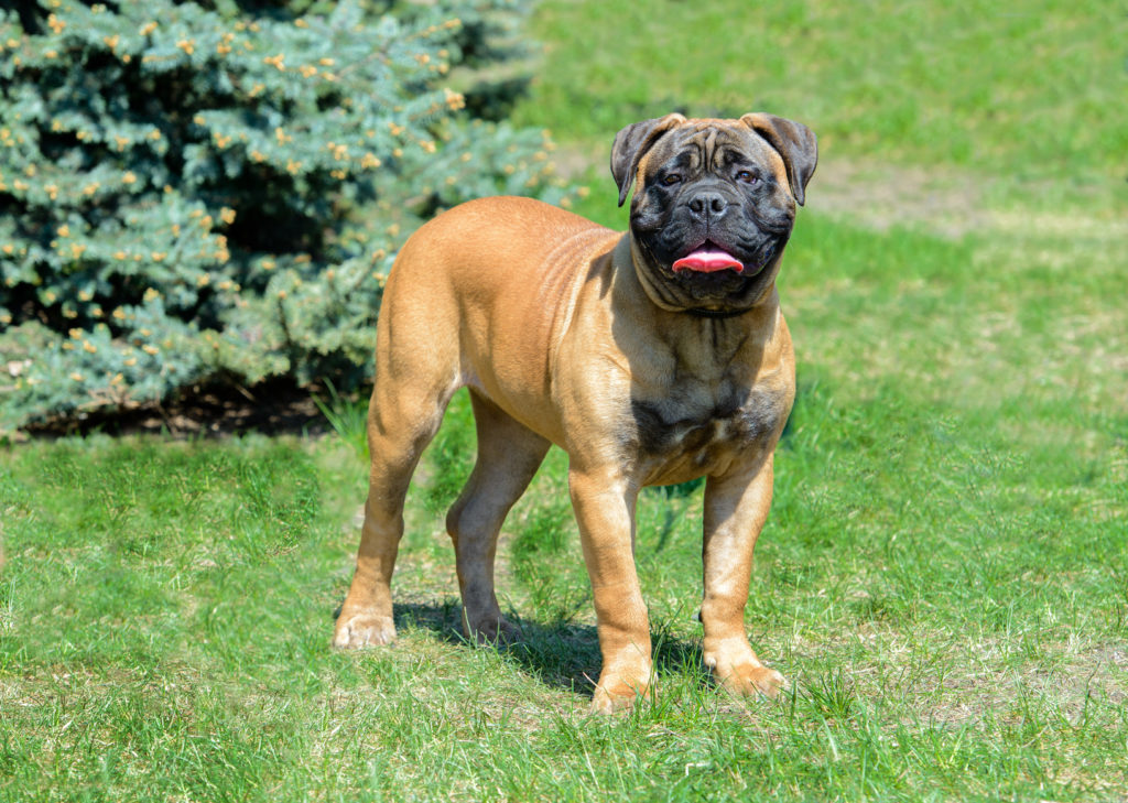 bullmastiff im grass