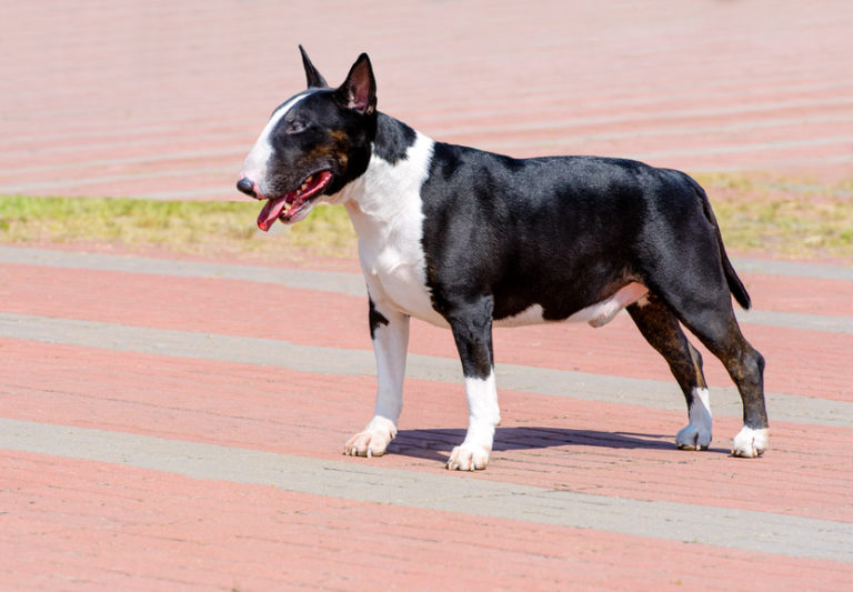 bullterrier schwarz und weiß