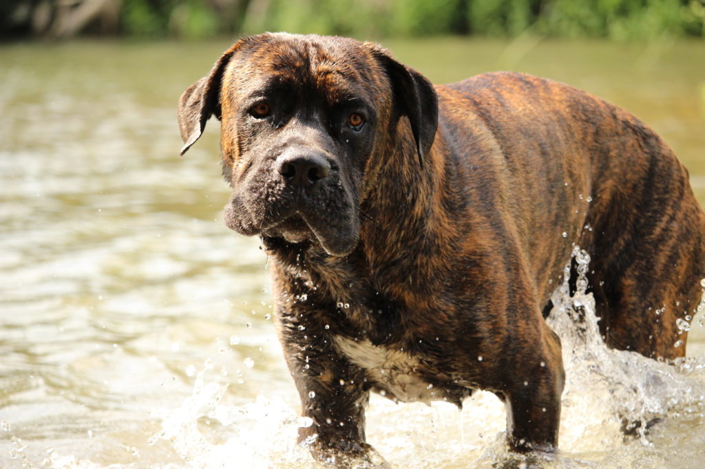 wie gross kann ein cane corso werden