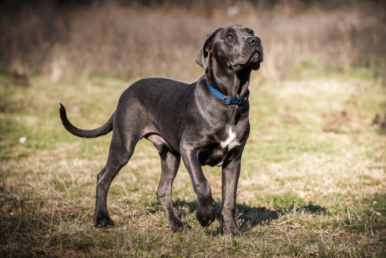 cane corso schwarz