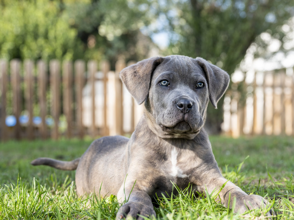 Cane Corso Charakter Haltung Pflege Zooplus