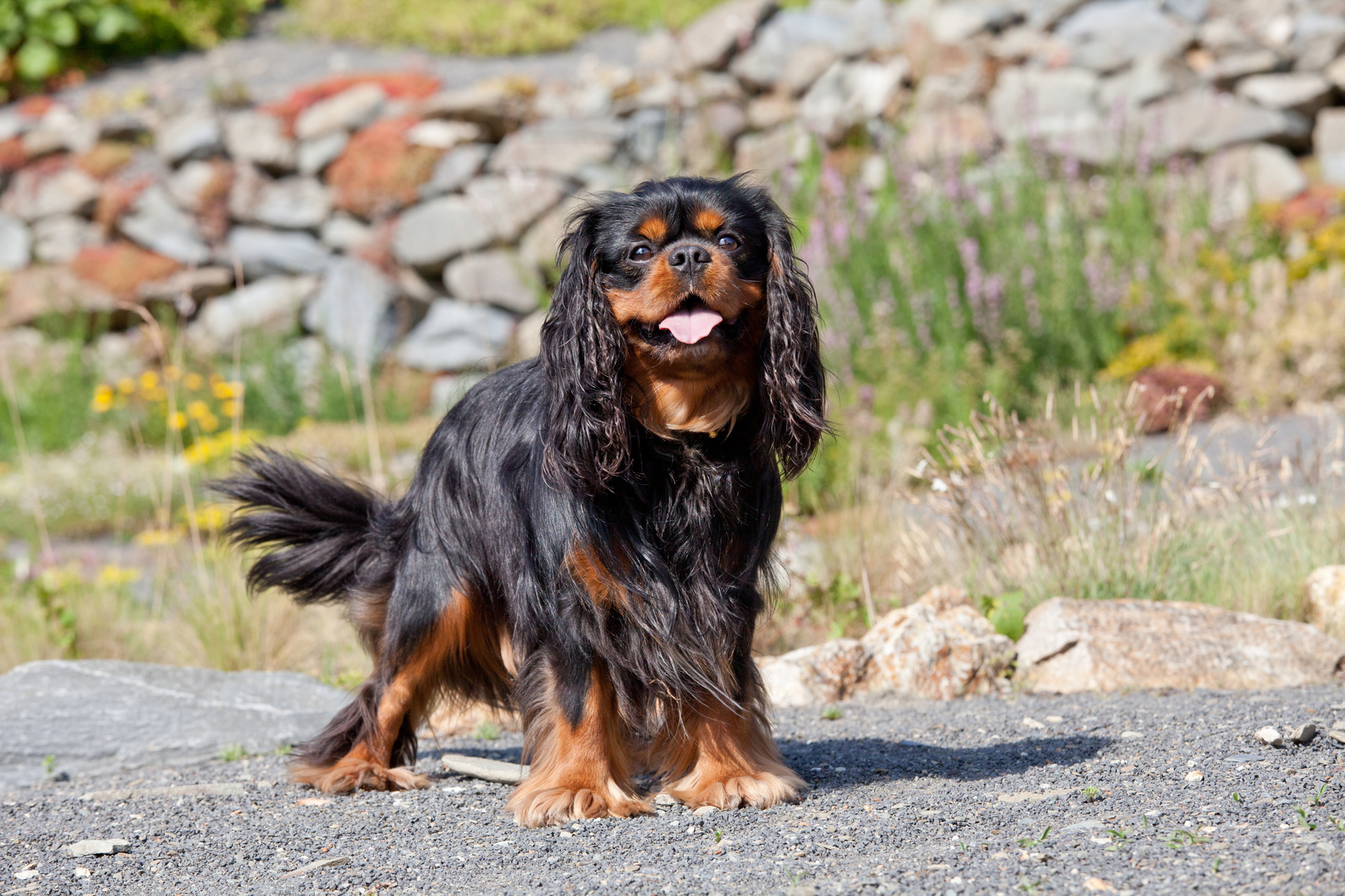 Cavalier King Charles Spaniel Rassebeschreibung - Hundemagazin