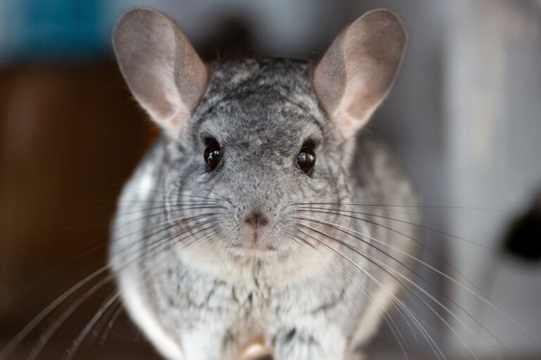 Chinchilla