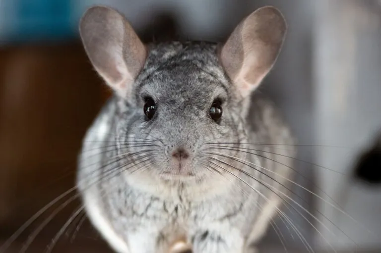 Chinchilla
