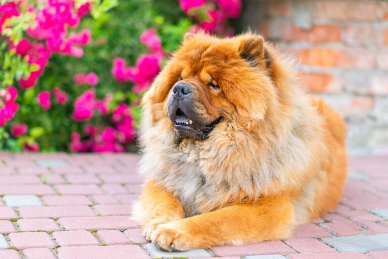 chow-chow hund liegt auf steinboden