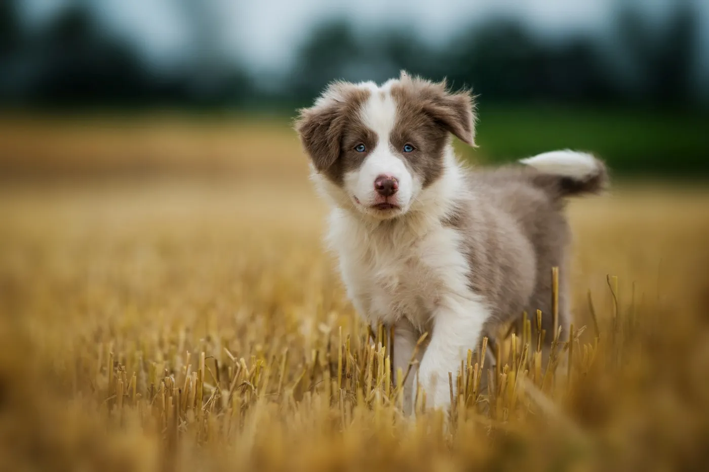 border collie welpe im kornfeld