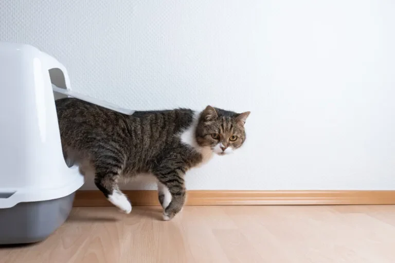 Eine graue Katze, die aus ihrer Transportbox herauskommt