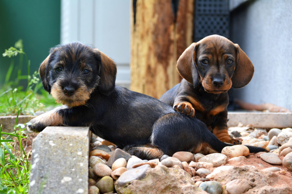 Dackel (Dachshunde) Charakter, Haltung und Pflege zooplus