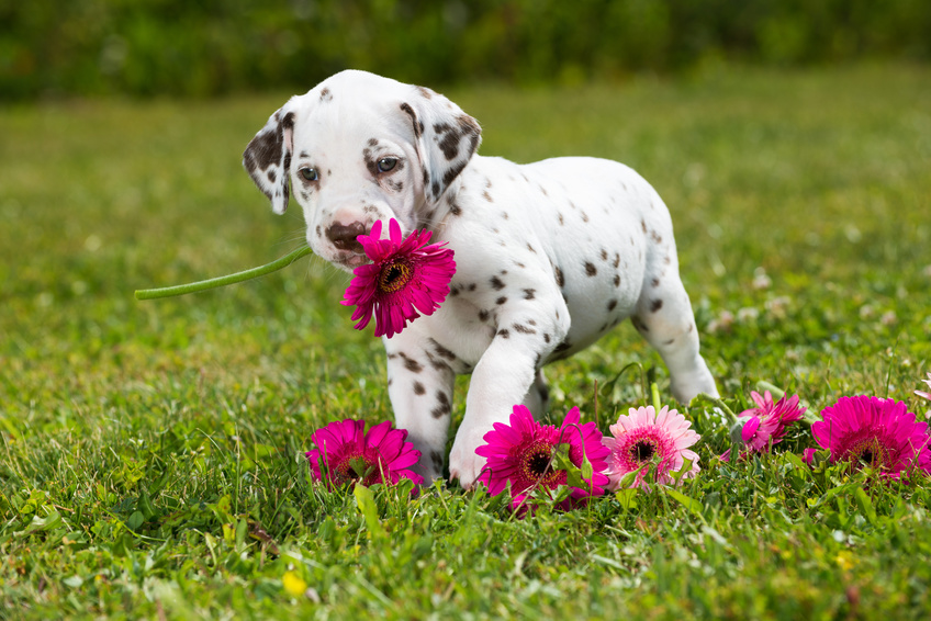 Dalmatinerwelpe hat Blumen im Maul