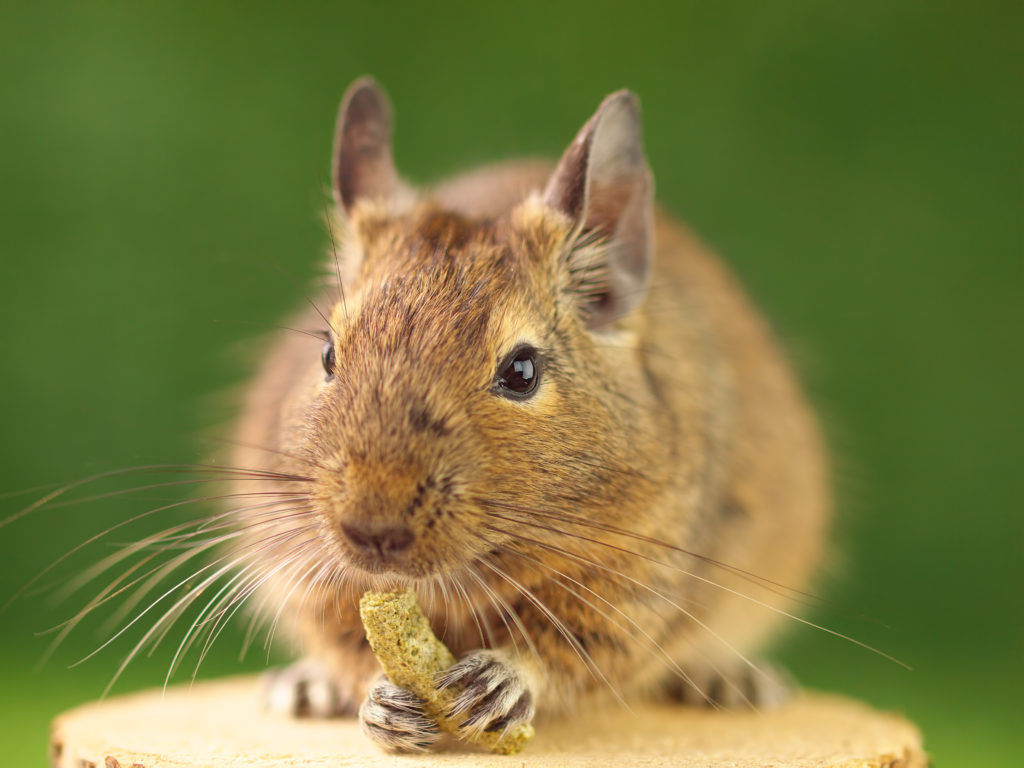 degu