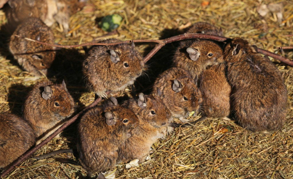 degu