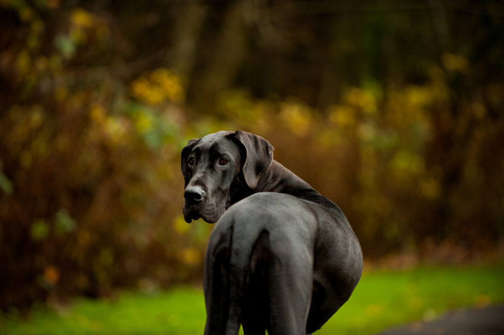 deutsche dogge schwarz