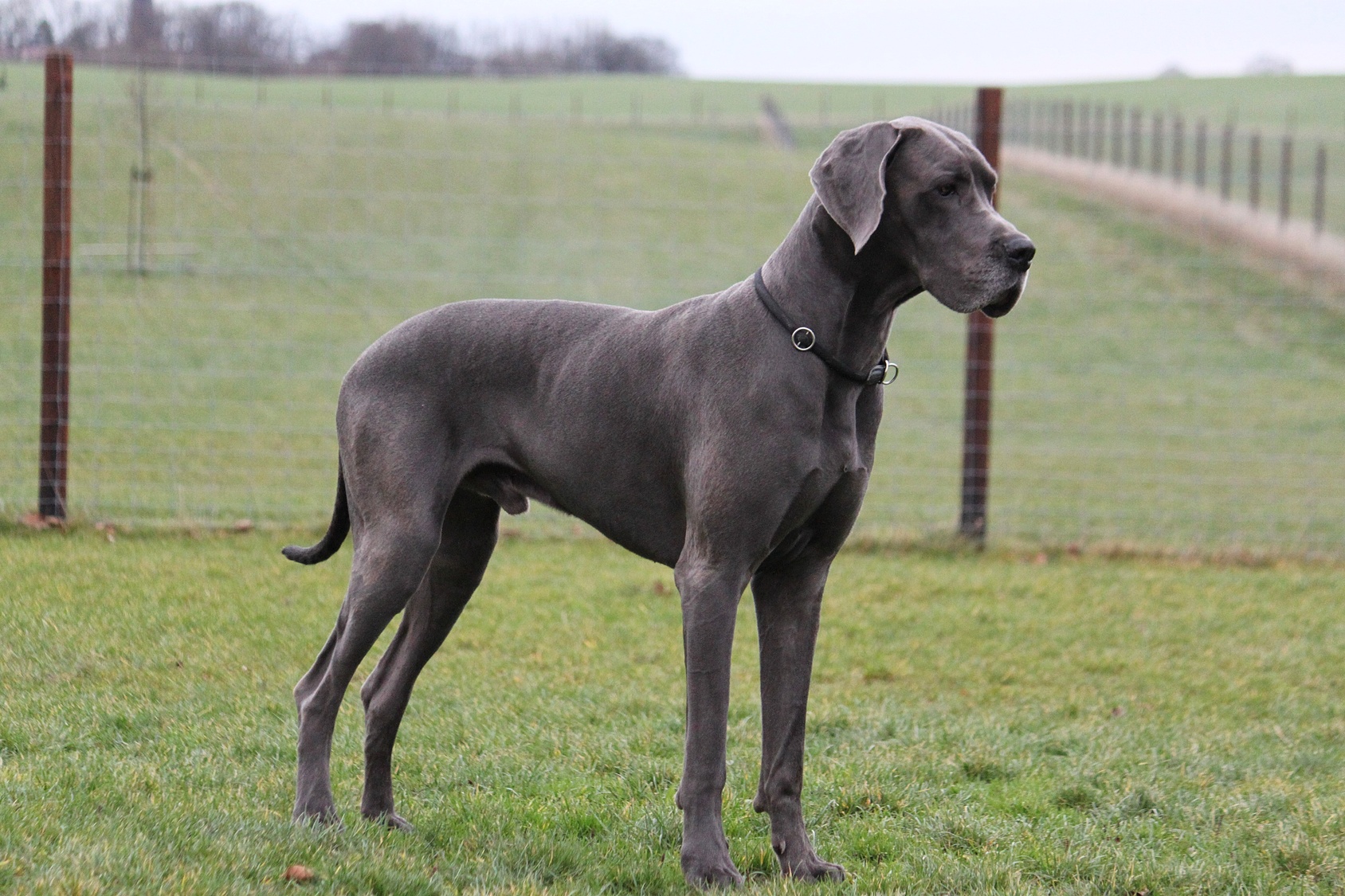 Farbkarte Der Deutschen Dogge Farbkarte Der Deutschen Dogge