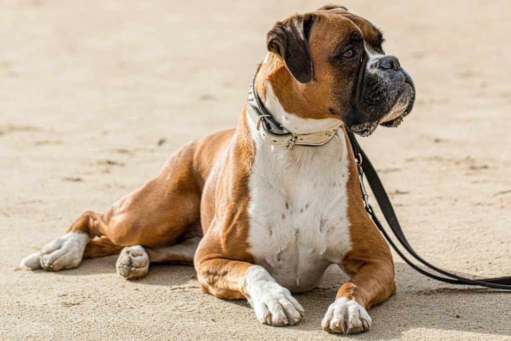 deutscher boxer an leine auf sand