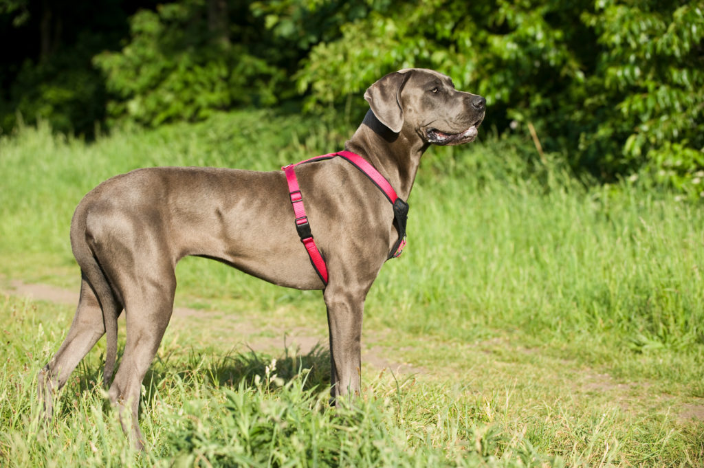 deutscher dogge im grass mit Halsband