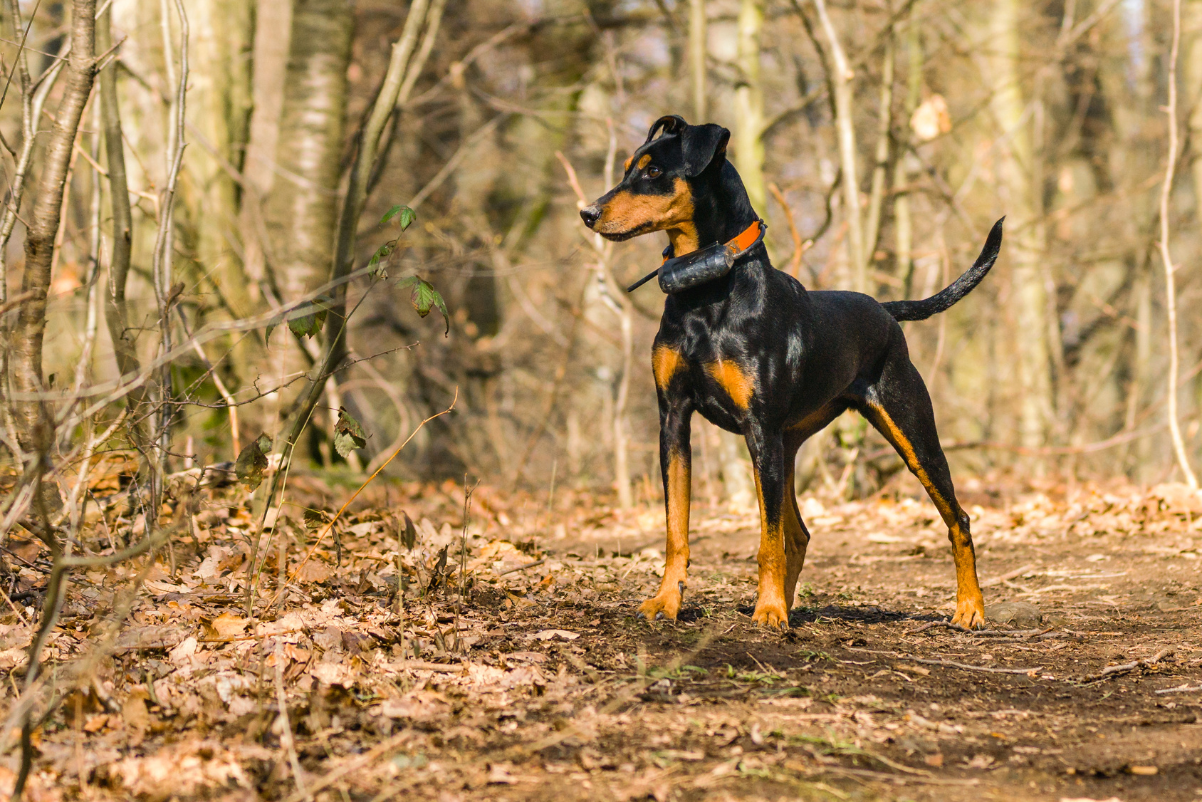 The Deutscher Pinscher: A Loyal and Energetic Dog Breed 3 Deutscher Pinscher Historical Photo