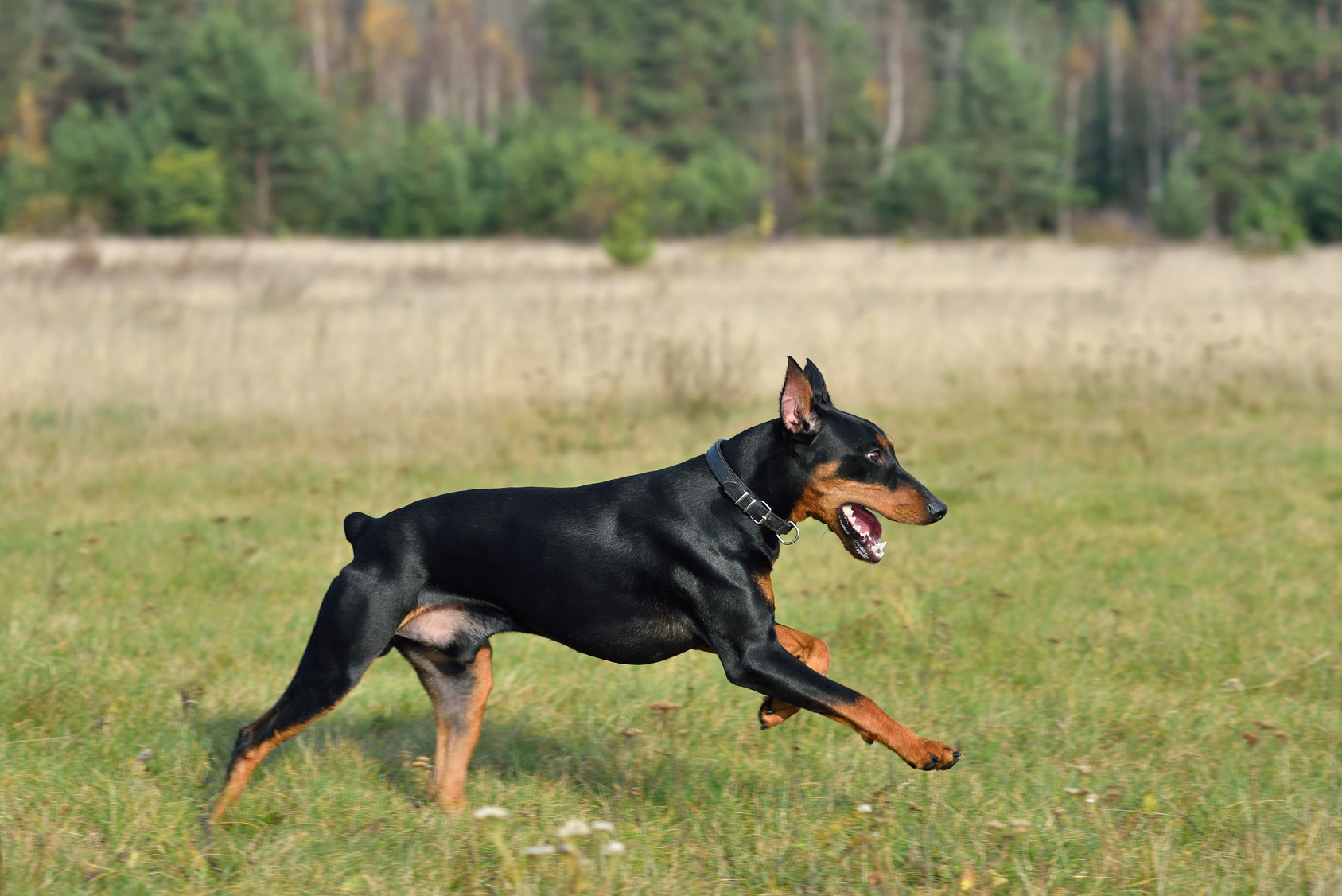 The Deutscher Pinscher: A Loyal and Energetic Dog Breed 8 Deutscher Pinscher Eating