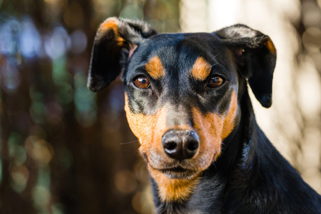 deutscher pinscher portrait