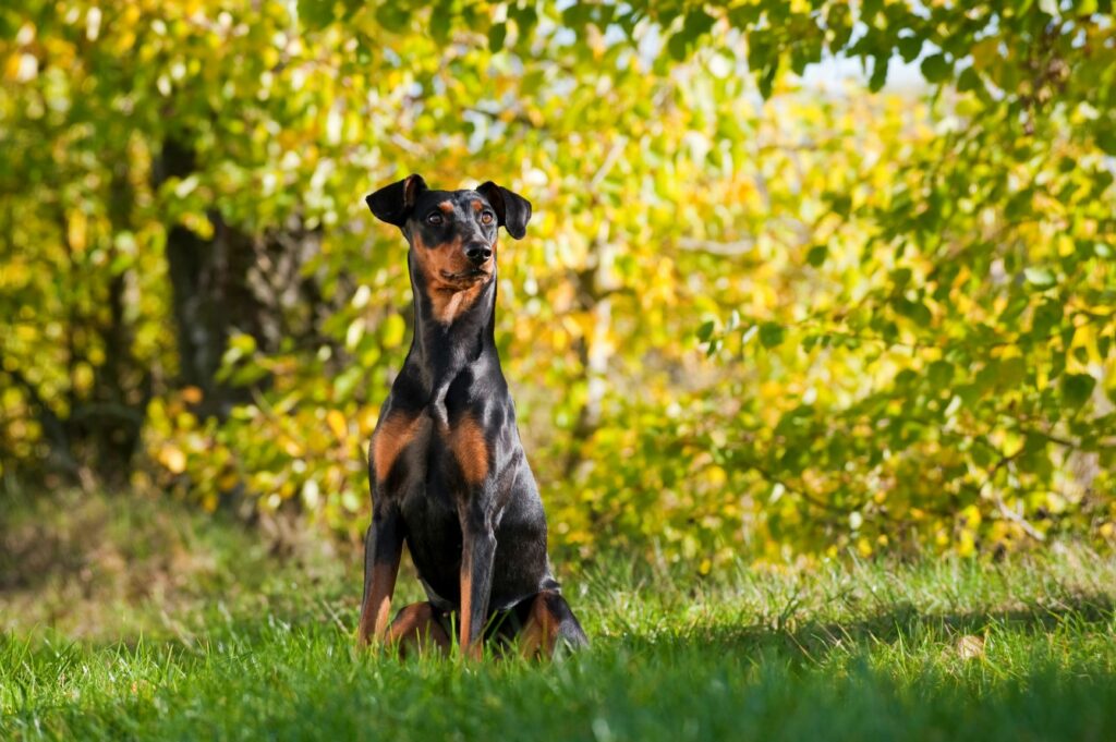 Deutscher Pinscher Wiese