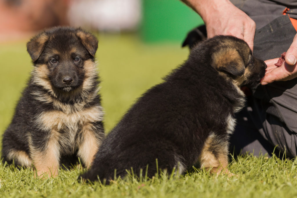 deutscher schäferhund Welpen