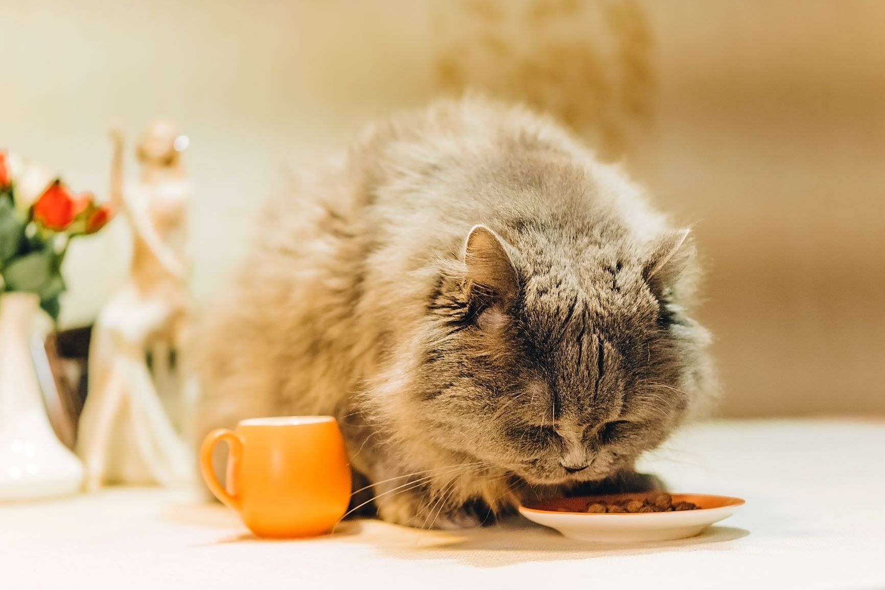 Katze zu dick Was ist zu tun? Ernährungstipps für Katzen