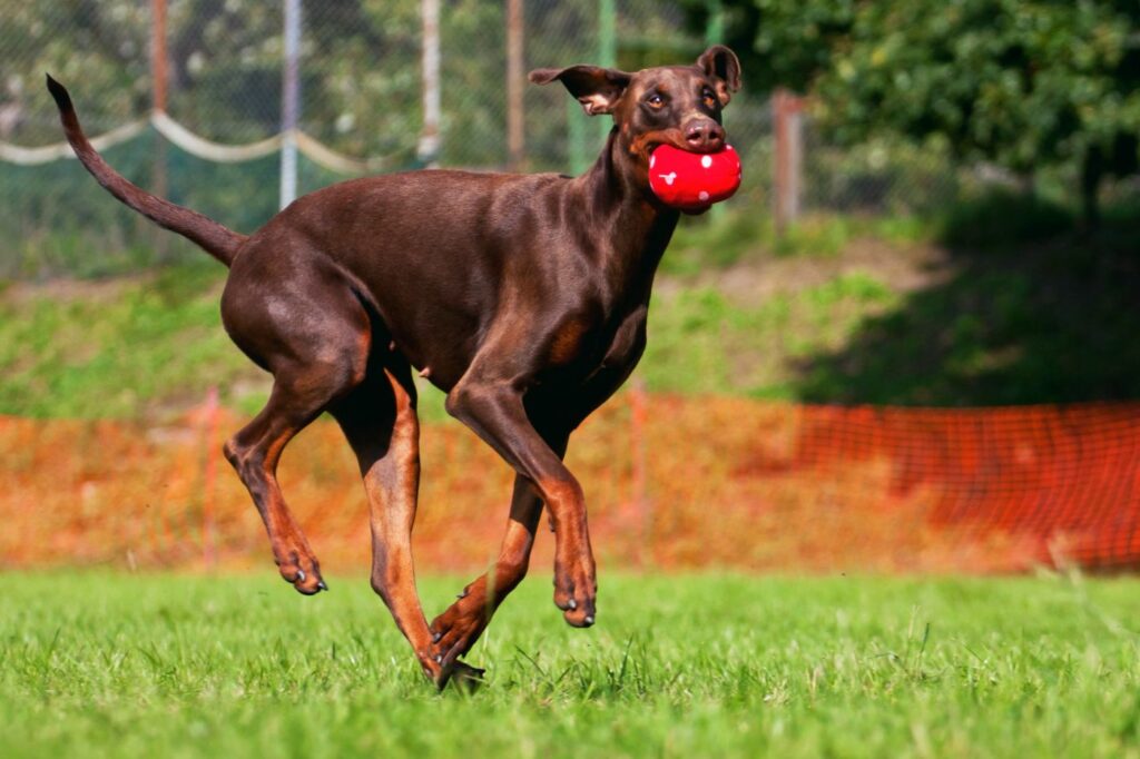 dobermann hündin mit ball im maul