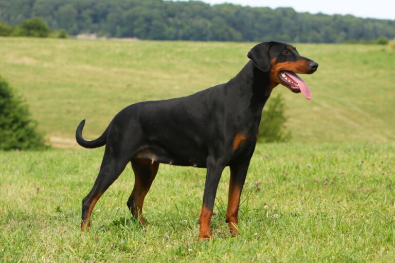 dobermann hündin im profil in natur