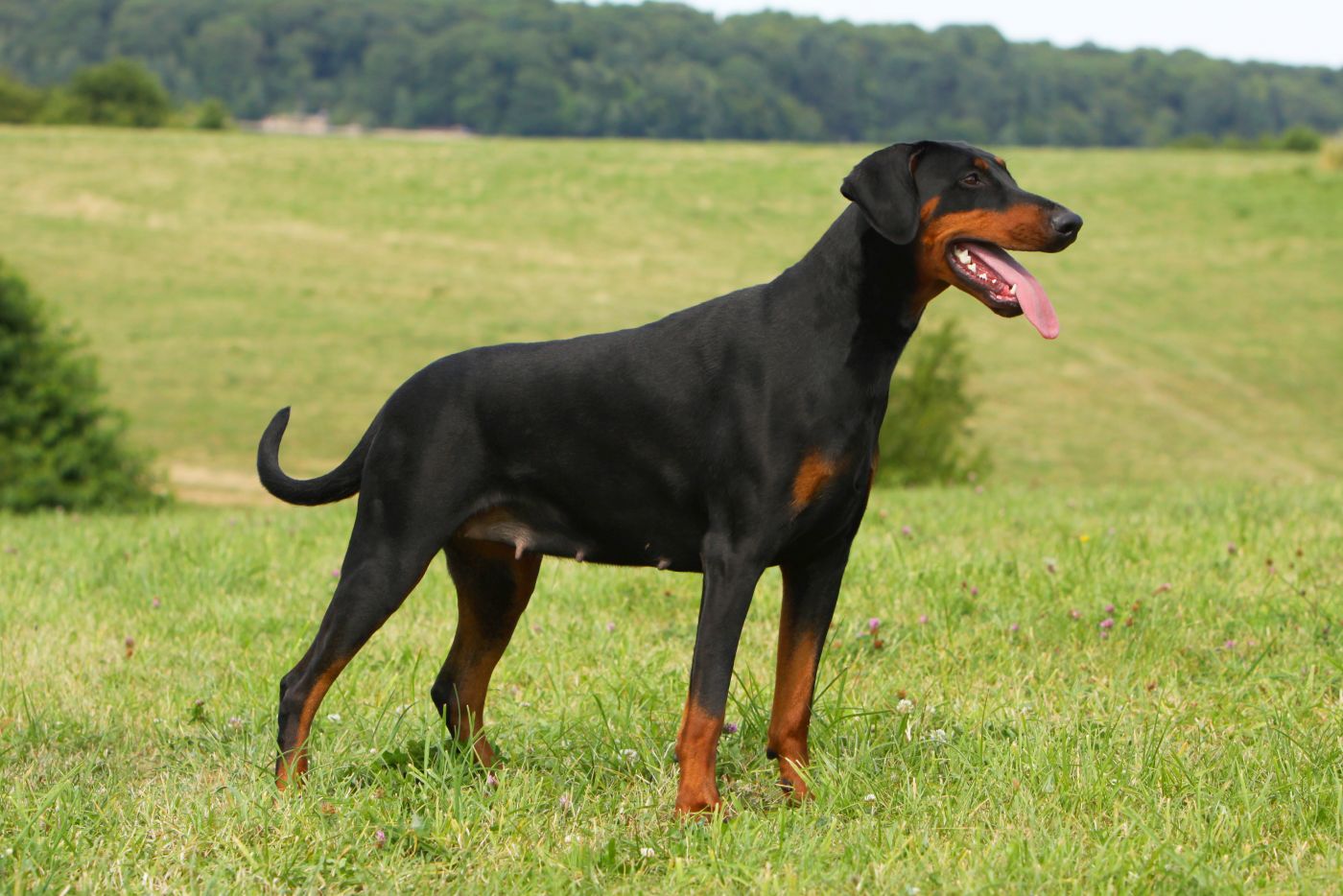 Dobermann 🐕 Größe, Charakter, Familienhund? zooplus Magazin