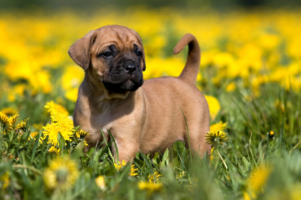 EU Autokennzeichen PKW Nummernschild Aufkleber Dogo Canario Hund Hundefreund dog 