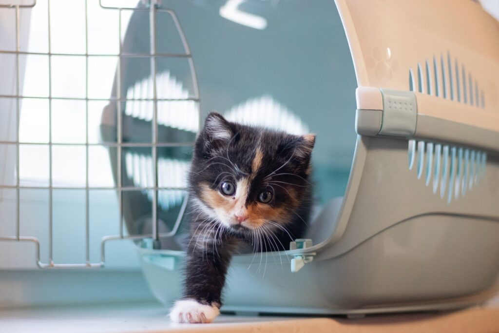 Kitten in Transportbox