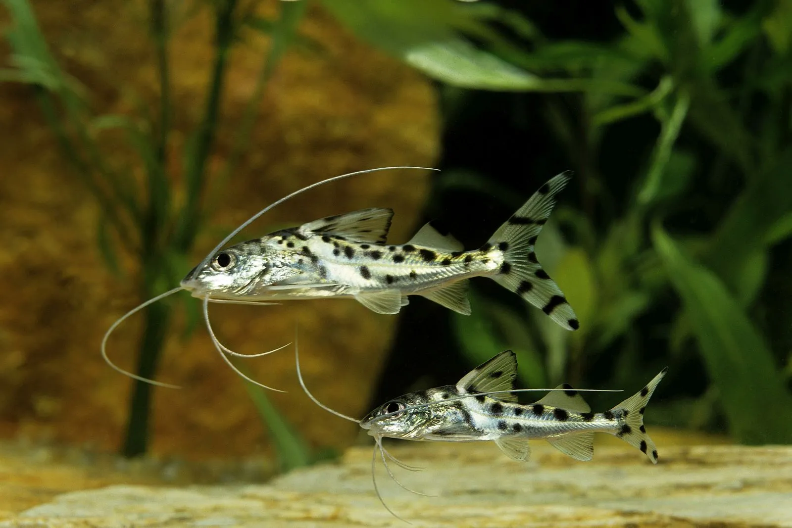 engel-antennenwels im aquarium