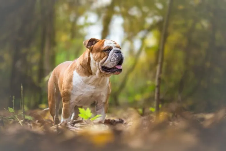 englische bulldogge im wald