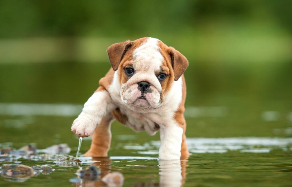Englische Bulldogge Welpen im Wasser