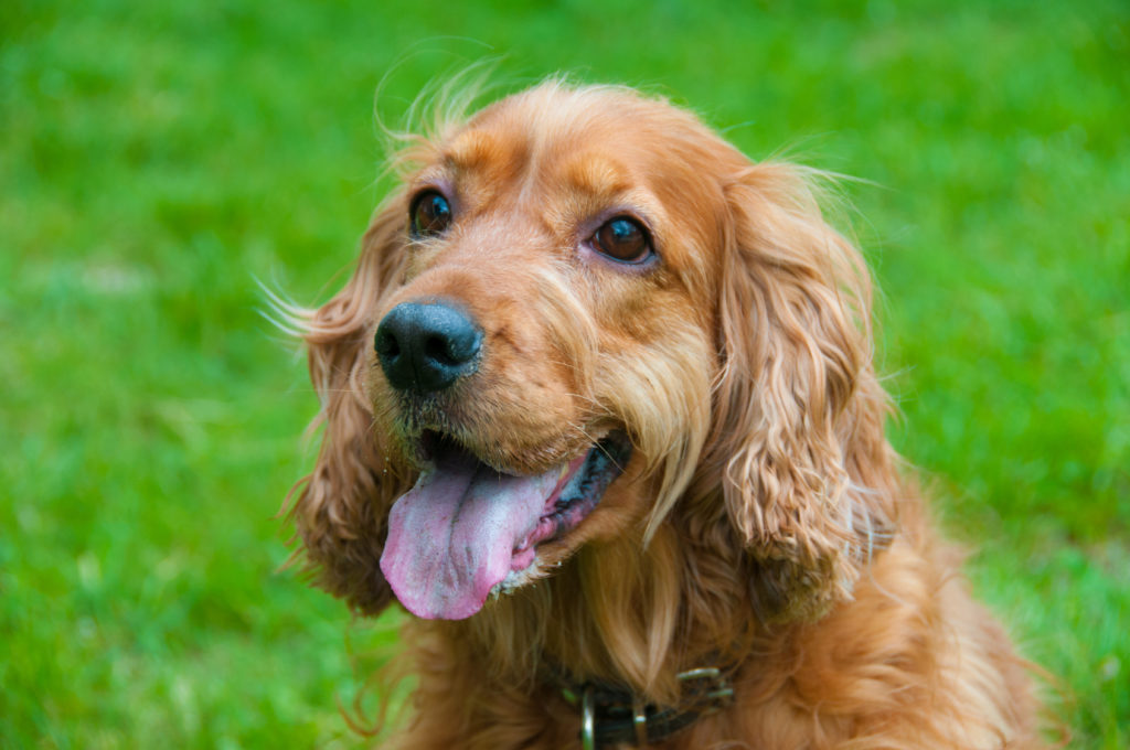 english cocker spaniel Sport