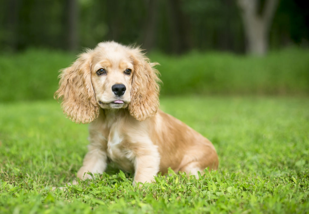 english cocker spaniel welpe