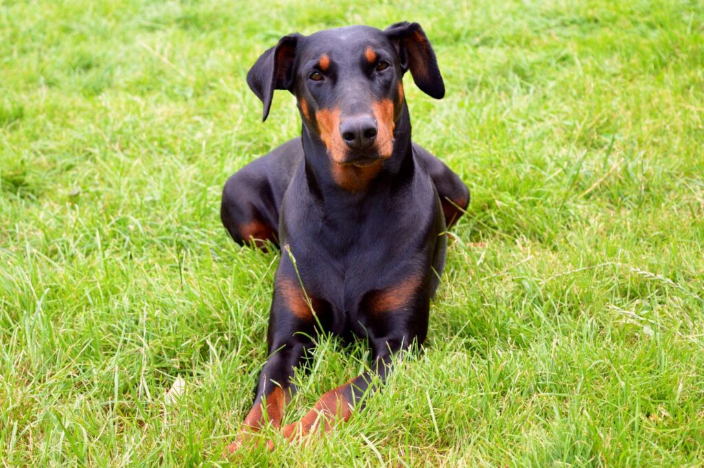 ausgewachsener dobermann hund im gras