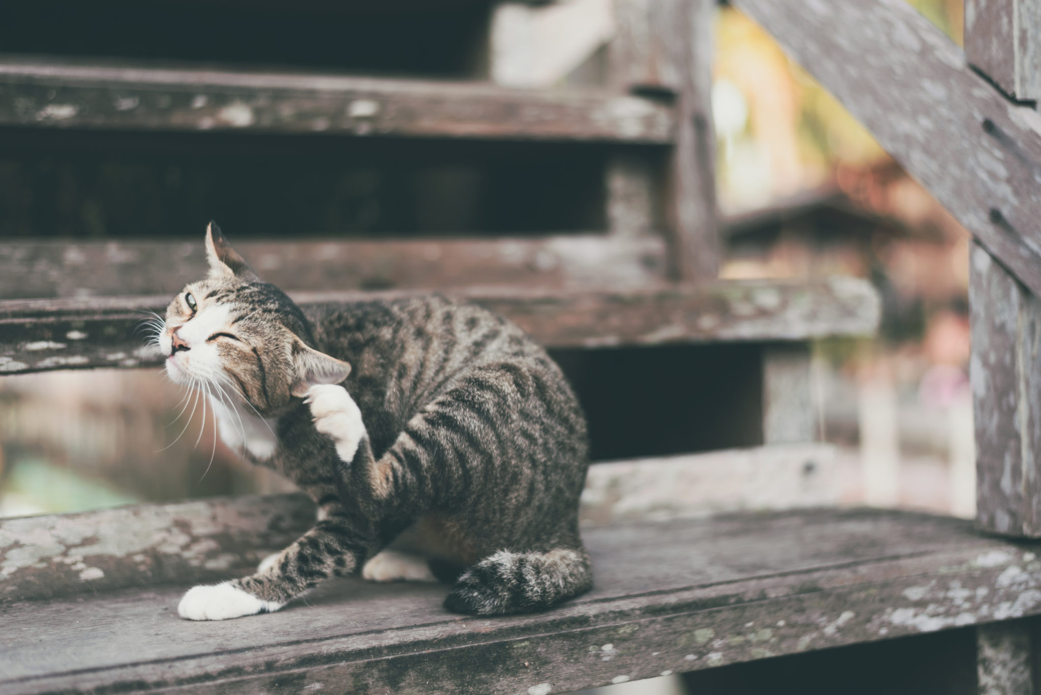 Flöhe Bei Katzen Natürlich Behandeln