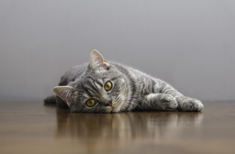Medikament Gegen Rolligkeit Bei Katzen