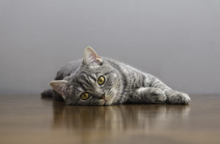 Katze Beim Deckkater Nicht Mehr Rollig