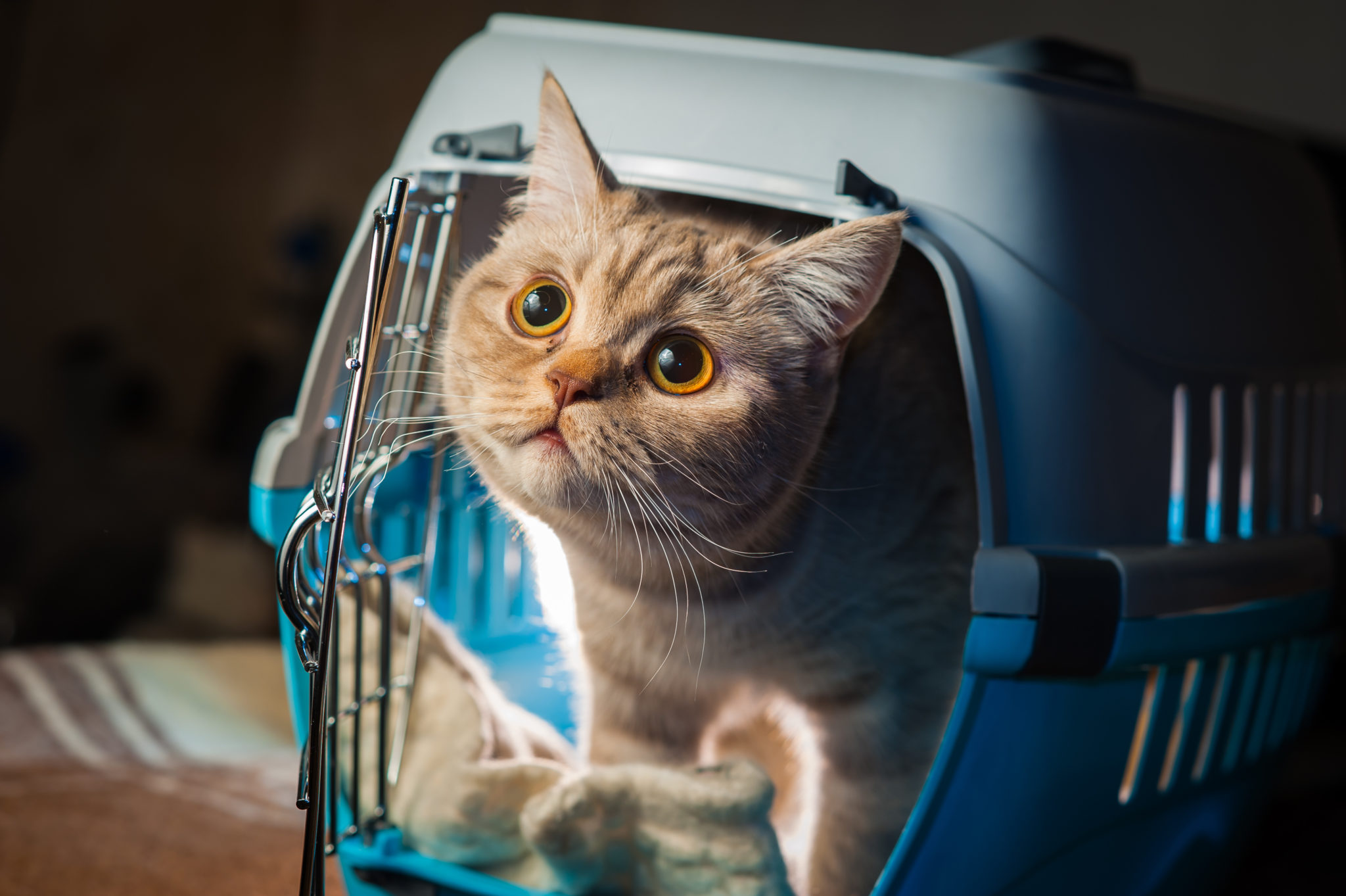 Katze Autofahren Gewöhnen