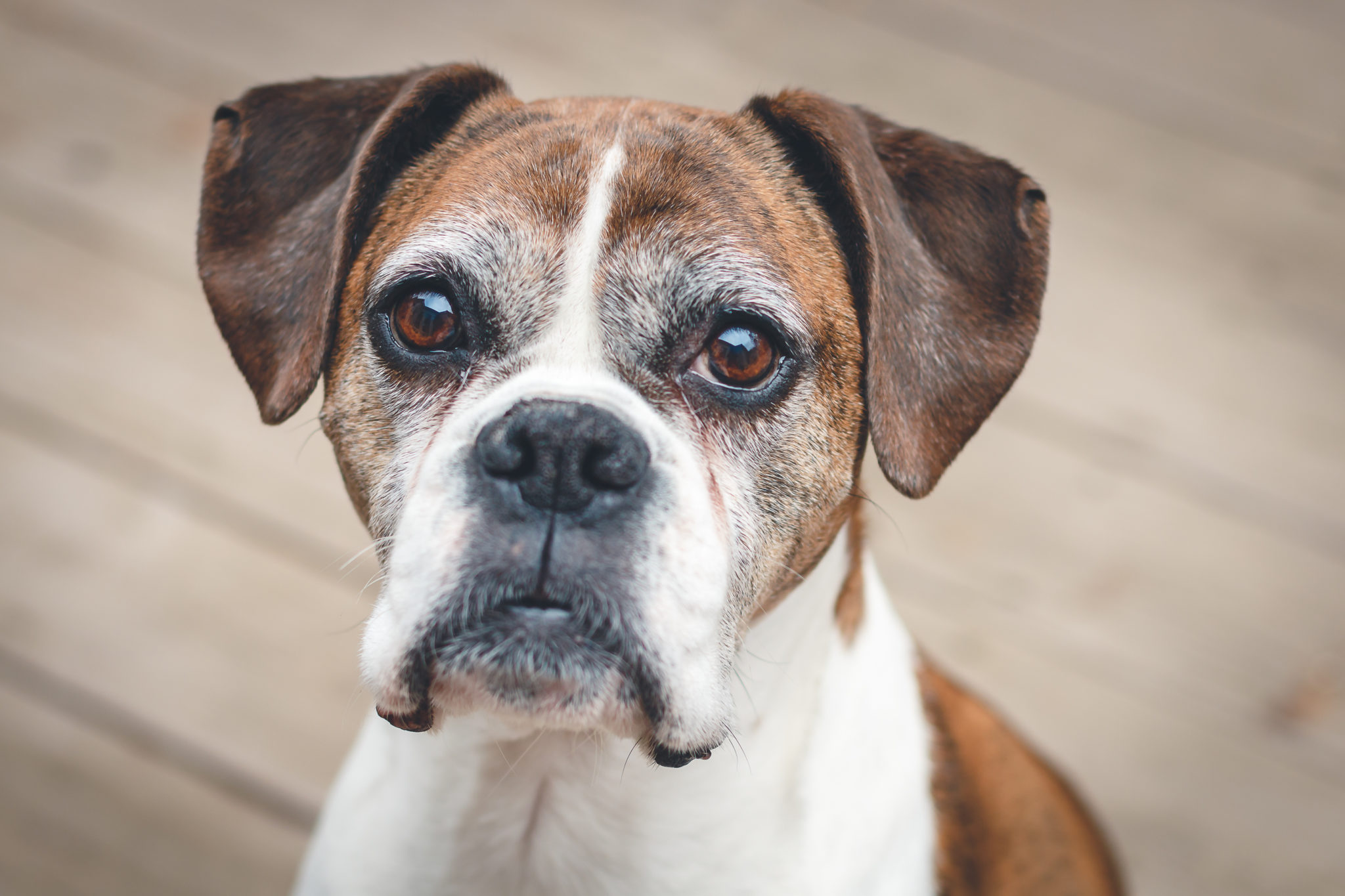 bild boxer hund