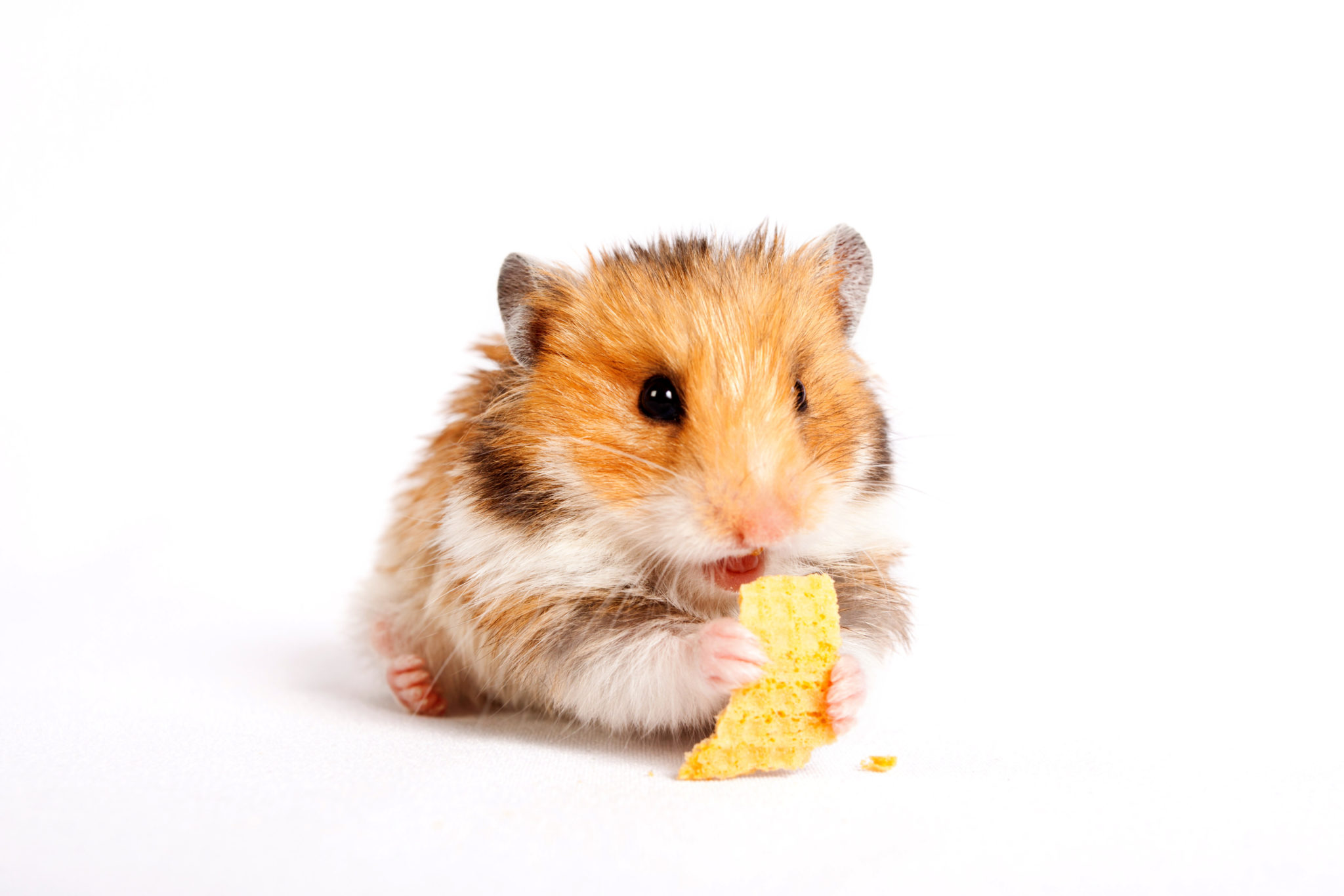 Stirbt anzeichen hamster Woran merkt