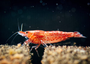 Garnelen im Aquarium halten zooplus Aquaristik Magazin