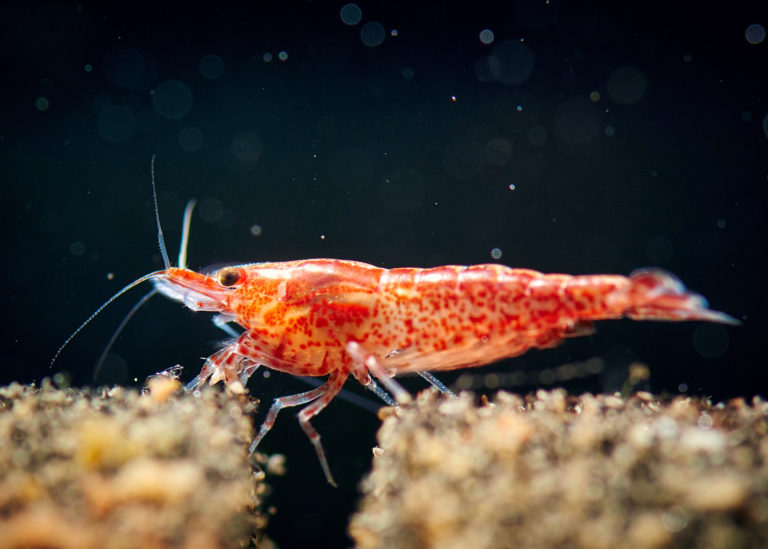 gamberetti d'acquario