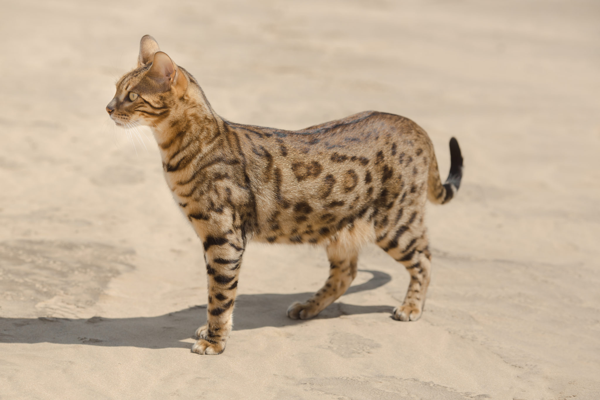 Serval Katze Schweiz